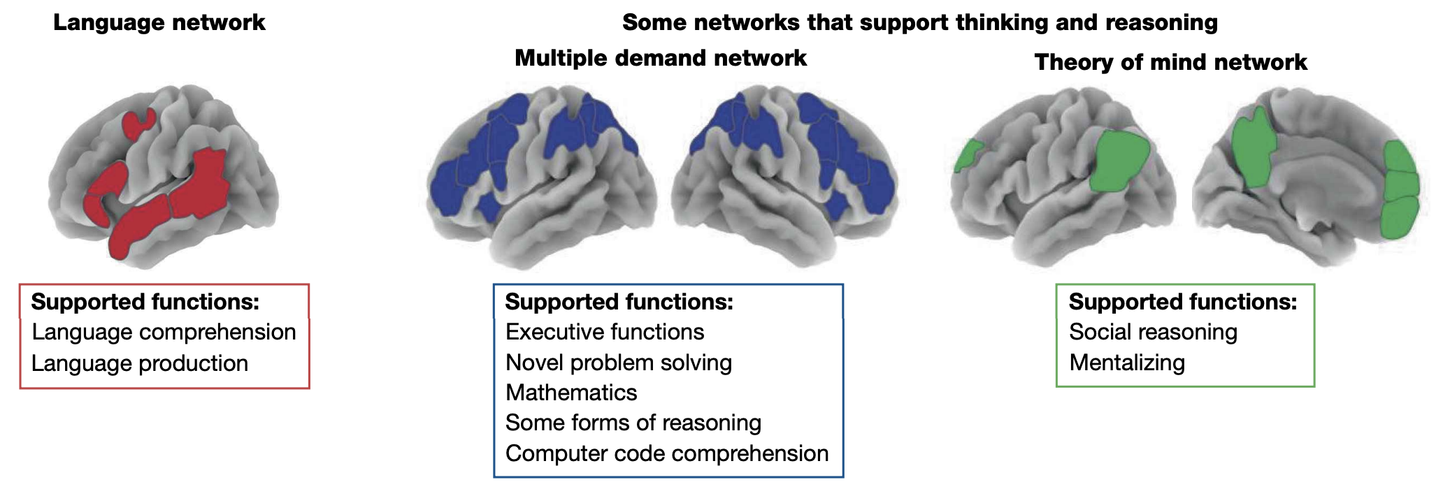 A set of images of the brain, with different parts lighting up, labeled “language network,” “multiple demand network,” and “theory of mind network,” all of which support different functions.
